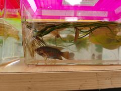 -广州白江湖森林公园