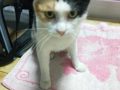 -美联众合宠物医院·爱萌分院·内外科·猫科中心