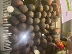 -油梨树 AVOCADO TREE(亮马桥店)