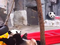 -栾川竹海野生动物园