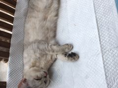 -灵美宠物诊所