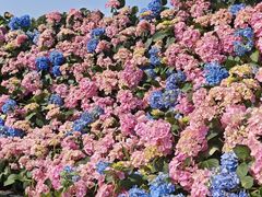 -荷兰花海