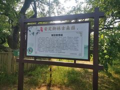 -御林古桑园