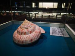 -青岛贝壳博物馆