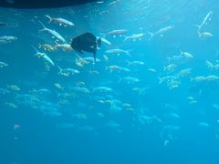 -海棠湾洲际-涛·海底餐厅·美人鱼·自助餐·海底隧道