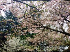 -武汉大学-樱园
