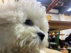 -柯斗斗主题餐厅·狗咖·围炉煮茶·茶饮(国瑞升平里店)