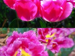 -上海鲜花港