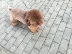 -暖阳宠物医院·犬猫康复中心·骨科