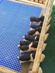 -萌宠亲子动物乐园(槐房万达店)