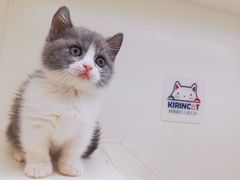 -十年猫舍·猫咪专门店(普陀店)