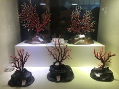 -绮丽珊瑚博物馆(台东店)