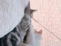 -平行世界·猫咖(首经贸店)