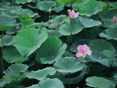 -梁鸿国家湿地公园