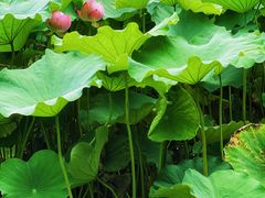 -陈家山荷花公园