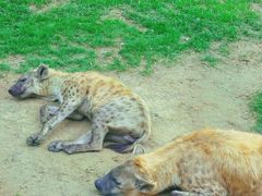-北京野生动物园