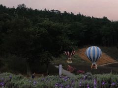 -大塘金香草谷