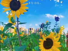 -映月湖中央公园