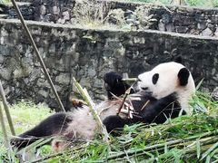 -都江堰中华大熊猫苑