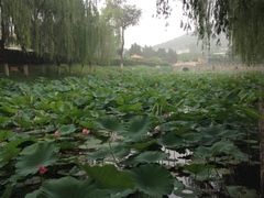 iphone_upload_pic-北京红螺园饭店