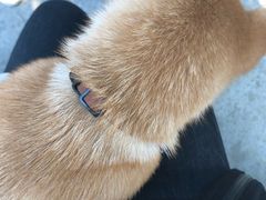 -柴犬高等学院·狗咖·柴犬售卖·宠物训练