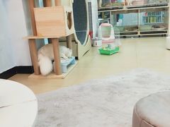 -喵宠乐园·撸猫互动·猫舍