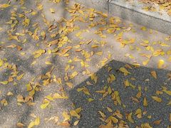 -华侨大学(厦门校区)