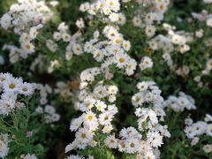 -北京国际鲜花港