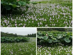 -白鹭湾湿地公园