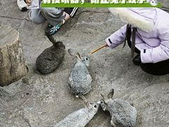 -西霞口神雕山野生动物世界