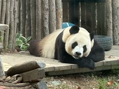 -大连森林动物园