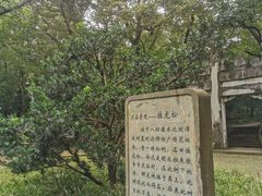 -灵谷景区
