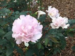 -人民公园(罗湖区)