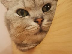 -猫咪派对(江南西店)