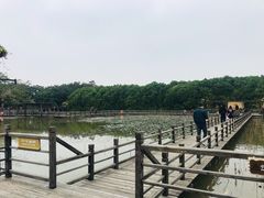 -大湾区中央湿地公园