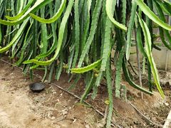 -海上花岛玫瑰园采摘