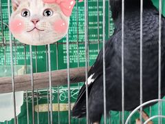 -曲阳花鸟市场(曲阳路店)