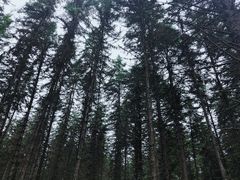 -硗碛藏寨·神木垒景区
