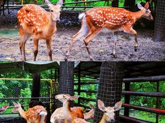 -合肥滨湖国家森林公园