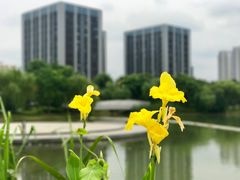 -南翔镇银翔湖公园