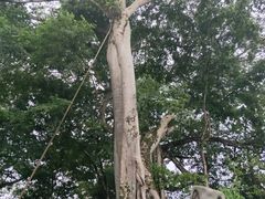 -瑞丽独树成林风景区