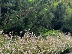 -上海滨江森林公园