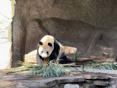 -中国大熊猫保护研究中心雅安碧峰峡基地