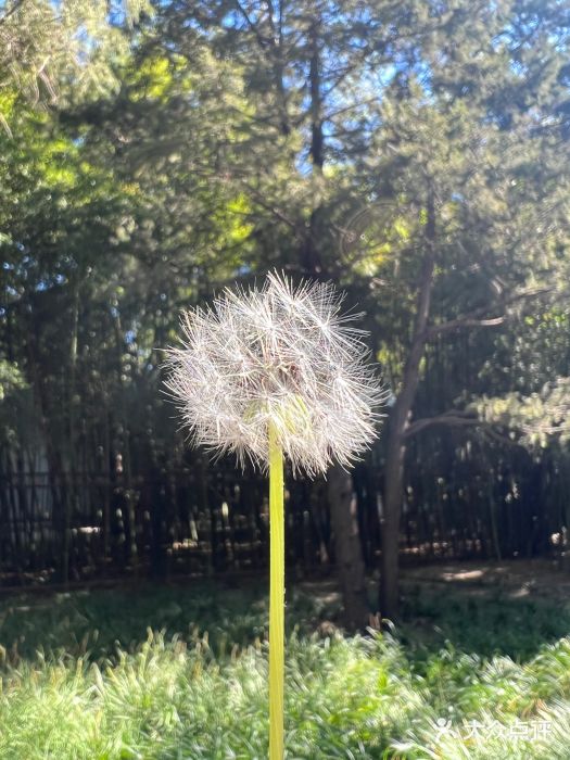 陶然亭公园图片