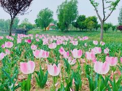 -泗洪洪泽湖湿地景区