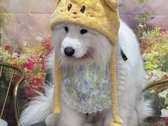 -星多哈·狗咖·拼豆·咖啡