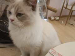 -猫咪派对(江南西店)