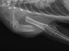 -菲尔斯特宠物医院