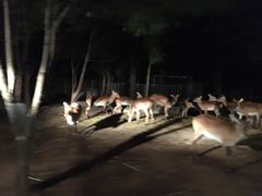 -清迈夜间动物园