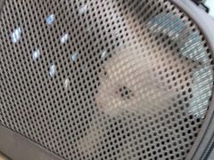 -睿金宠物医院·CT·肿瘤·骨外科